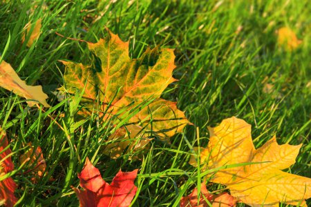 Téléchargez les photos : First Autumn Feuilles sur herbe verte dans le parc. Scène d'automne avec des feuilles tombées par temps ensoleillé. Feuilles d'érable colorées. - en image libre de droit