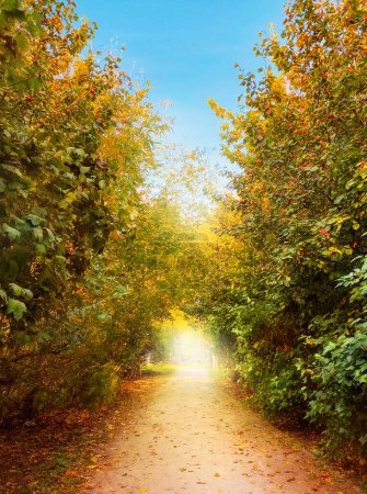Téléchargez les photos : Belle ruelle d'automne dans le parc. Route avec des feuilles tombées entourées d'arbres et d'arbustes d'automne colorés verts, rouges et jaunes. - en image libre de droit