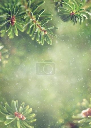 Téléchargez les photos : Belles branches de sapin vert. Concept de Noël et d'hiver. Mise au point douce, fond neigeux flou. - en image libre de droit