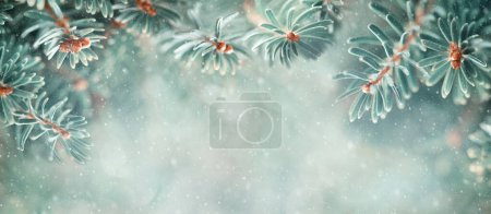 Téléchargez les photos : Belles branches de sapin bleu dans la forêt enneigée. Concept de Noël et d'hiver. Concentrez-vous. Bannière - en image libre de droit