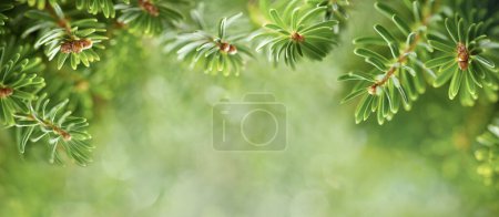 Photo for Beautiful Green Fir Tree Branches close up. Christmas and Winter concept. Soft focus, macro. Banner - Royalty Free Image