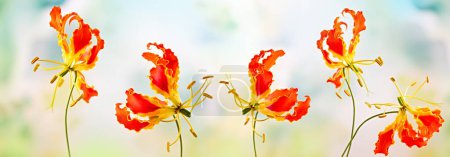 Téléchargez les photos : Belles fleurs gloriosa jaune rouge dans le jardin floral. Gros plan. - en image libre de droit