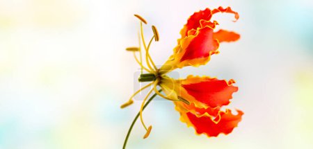 Téléchargez les photos : Belles fleurs gloriosa jaune rouge dans le jardin floral. Gros plan. - en image libre de droit
