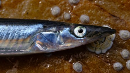 Ammodytes Fish at low tide. northern Norway