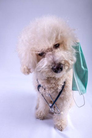 Cute Pudel pies noszący stetoskop i maskę chirurgiczną patrząc w aparat