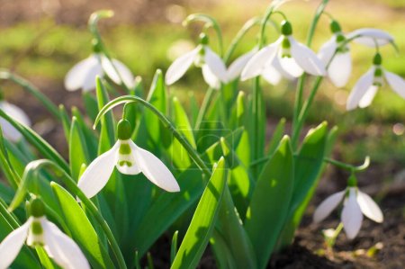 Foto de Arbusto de pequeñas flores blancas de primavera - Imagen libre de derechos