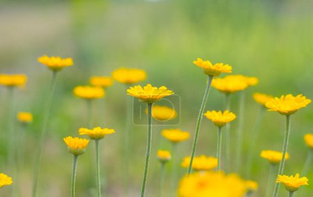 Photo for Small yellow flowers on a light background - Royalty Free Image