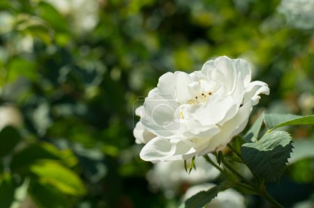 Photo for White rose on a background of leaves - Royalty Free Image