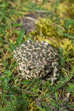 Closeup photo od a green toad Bufotes viridis. Beautiful amphibian walking through the wet grass.