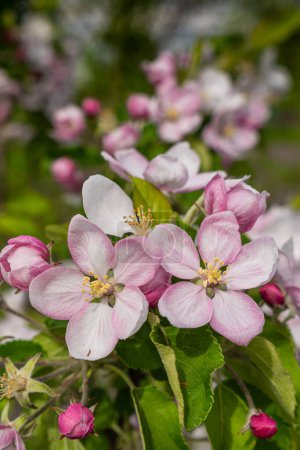 Nahaufnahme Foto von schönen blühenden Apfelbaum Blume