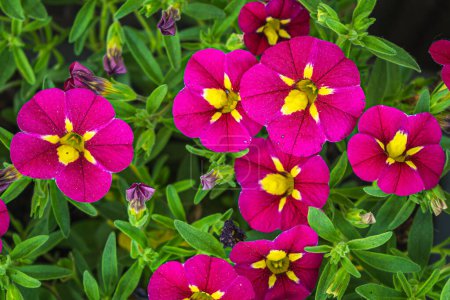 Closeup photo of beautiful blooming colorful petunia flowers