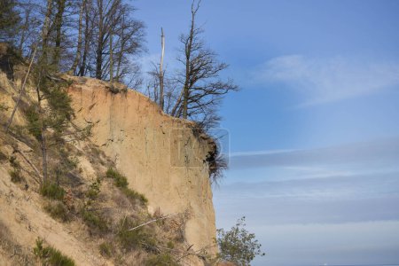 Foto de Árboles parados en la cima de un acantilado - Imagen libre de derechos