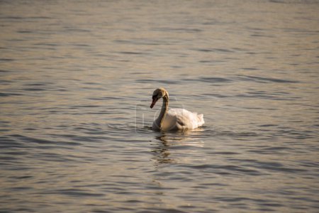 Foto de Cisne blanco nada en el mar al atardecer - Imagen libre de derechos