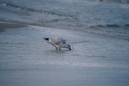 Foto de Una gaviota gris bebe agua en una playa junto al mar. - Imagen libre de derechos