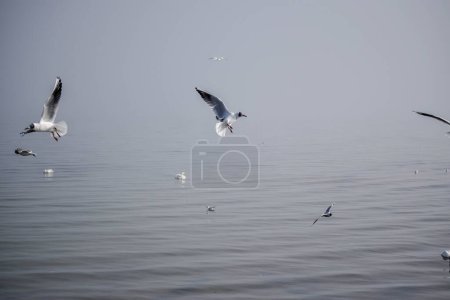 Foto de Las gaviotas vuelan sobre el fondo de la niebla sobre el agua en la orilla del mar - Imagen libre de derechos