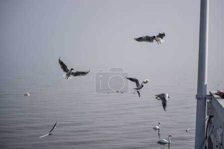 Foto de Las gaviotas vuelan alrededor del muelle en la orilla del mar y tratan de agarrar comida - Imagen libre de derechos