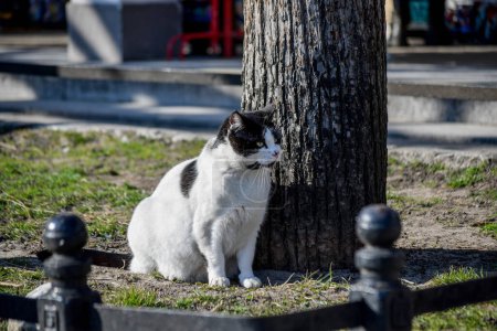 Foto de Gato blanco con manchas negras se sienta en el suelo debajo de un árbol y mira a la derecha - Imagen libre de derechos