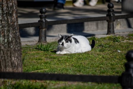 Foto de Un gato blanco con manchas negras yace en la hierba verde de la ciudad en un día soleado - Imagen libre de derechos