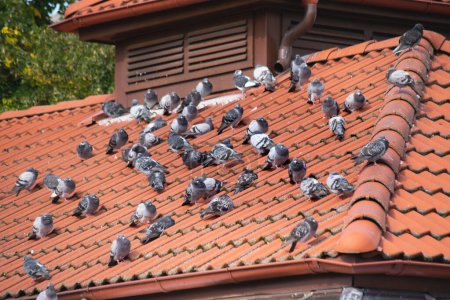 Ein Schwarm Tauben sitzt auf einem alten Dach, das mit roten Ziegeln bedeckt ist