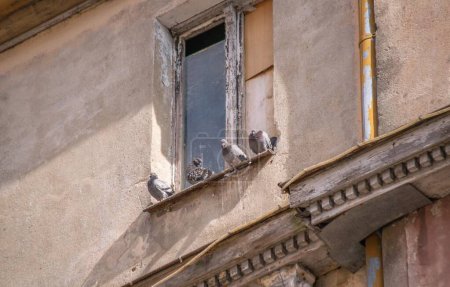 Foto de Las palomas se sientan en un día soleado en un alféizar de la ventana cerca de la ventana de un edificio viejo en el piso superior - Imagen libre de derechos