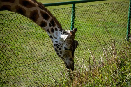 Foto de La jirafa come hierba apoyada sobre la valla del zoológico en un día soleado - Imagen libre de derechos