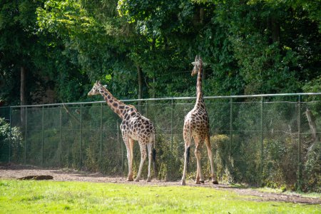 Foto de Rothschild Jirafa caminando en el recinto de animales en el zoológico en un día soleado - Imagen libre de derechos