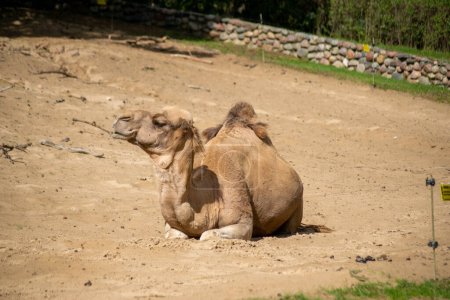 Foto de Dromedario Camello yace en el suelo en un recinto de animales en un zoológico en un día soleado - Imagen libre de derechos