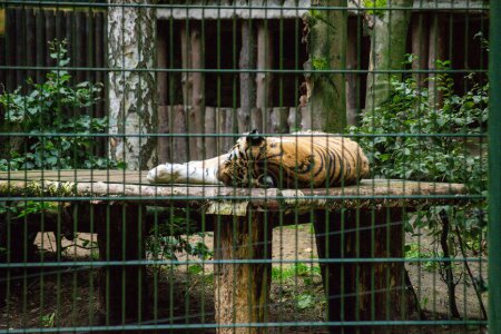 Foto de Amur Tiger duerme en un recinto de animales en el zoológico - Imagen libre de derechos