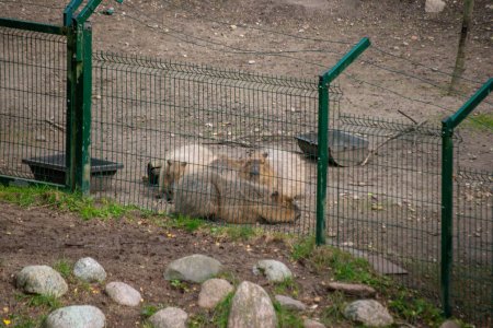 Foto de Capybara duerme en un recinto de animales en el zoológico detrás de una cerca verde - Imagen libre de derechos