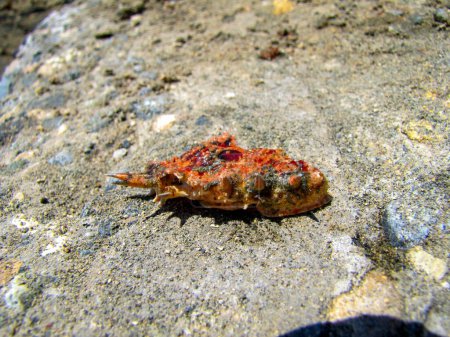 Foto de Una concha roja se encuentra en una piedra gris en la orilla del mar - Imagen libre de derechos