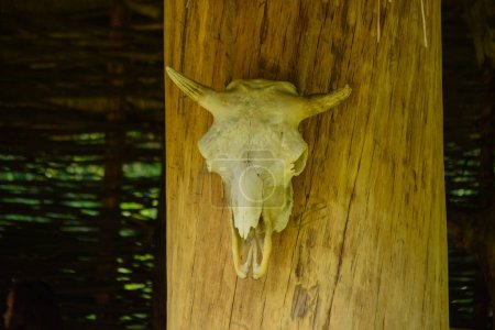 Foto de Un cráneo de animal con cuernos cuelga de un grueso poste de madera - Imagen libre de derechos