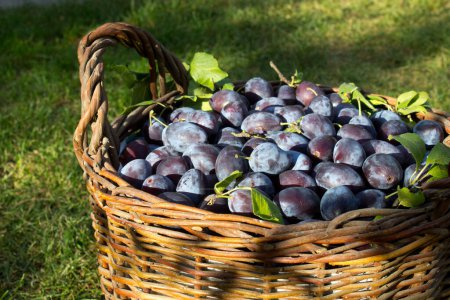 Blue plum,delicious purple sweet fruit in wooden basket made of vines,harvest time in the orchard,seasonal autumn fruit,organic vegetarian ingredient,ukrainian garden,prunus domestica,Japanese symbol.