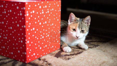 Foto de Lindo pequeño gato y rojo caja de regalo - Imagen libre de derechos