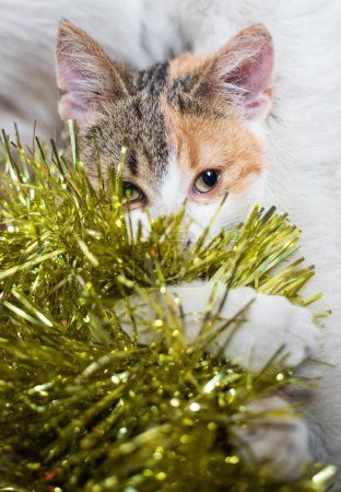 Foto de Lindo pequeño gato jugando con la guirnalda de Navidad - Imagen libre de derechos