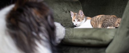 Téléchargez les photos : Mignon petit chat et chien jouer - en image libre de droit