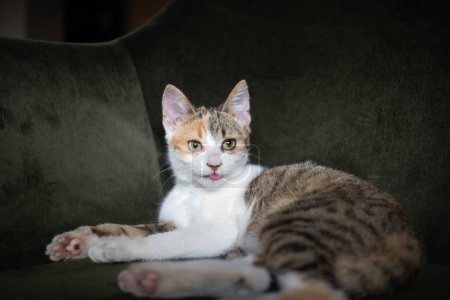 Foto de Retrato de un lindo gatito - Imagen libre de derechos