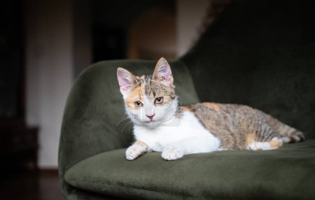 Téléchargez les photos : Portrait d'un mignon petit chat - en image libre de droit