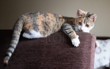 Téléchargez les photos : Portrait d'un mignon petit chat - en image libre de droit