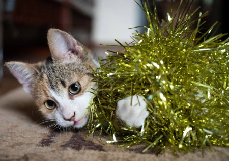 Téléchargez les photos : Mignon petit chat jouer avec guirlande de Noël - en image libre de droit