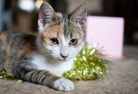 Foto de Lindo pequeño gato jugando con la guirnalda de Navidad - Imagen libre de derechos
