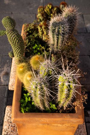 Téléchargez les photos : Différents cactus dans un pot - en image libre de droit
