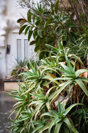 Foto de Plantas tropicales creciendo en un edificio abandonado - Imagen libre de derechos