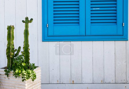 Téléchargez les photos : Cactus maison blanche et fenêtres bleues - en image libre de droit