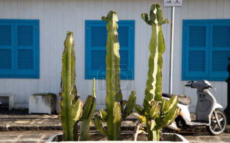 Photo for Cacti white house and blue windows - Royalty Free Image
