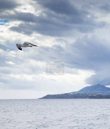 Téléchargez les photos : Mouette survolant la mer - en image libre de droit