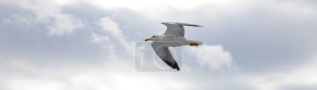 Foto de Gaviota volando sobre el mar - Imagen libre de derechos