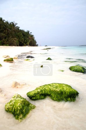 Foto de Hermosa playa tropical con musgo verde en las rocas - Imagen libre de derechos