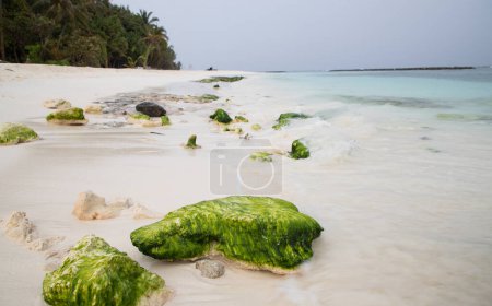 Téléchargez les photos : Belle plage tropicale avec mousse verte sur les rochers - en image libre de droit