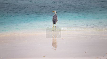 Foto de Gran Garza Azul junto al mar - Imagen libre de derechos