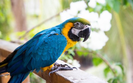 Foto de Hermoso guacamayo azul y amarillo en la selva tropical - Imagen libre de derechos